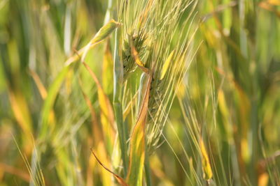 Close-up of wheat growing on field