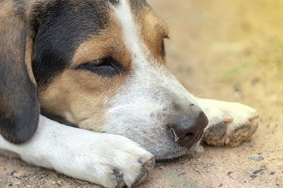 Beagle dog scratching body on green grass outdoor in the park on sunny day