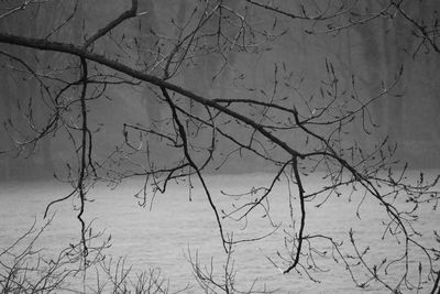 Bare trees against sky