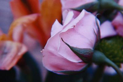 Close-up of pink rose flower