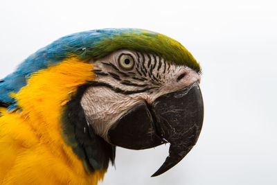 Close-up of a parrot