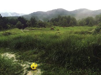 Scenic view of field against sky