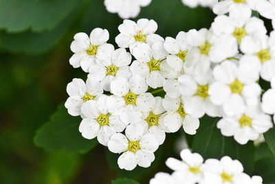 Close-up of white flowers