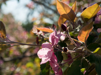 Close-up of pink flowering plant