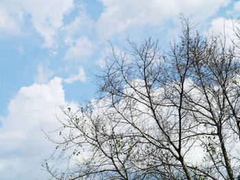 Low angle view of bare tree against sky