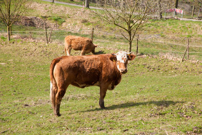 Cow standing in a field