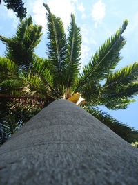 Footpath by palm trees against sky