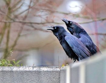 Close-up of bird perching outdoors
