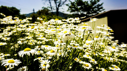 Close-up of white flowering plants on field