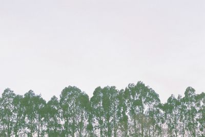 Low angle view of trees against clear sky