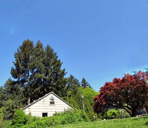 House amidst trees and plants against clear blue sky