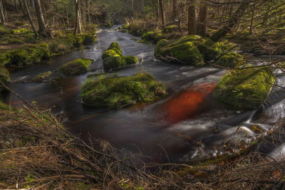 Water flowing in forest