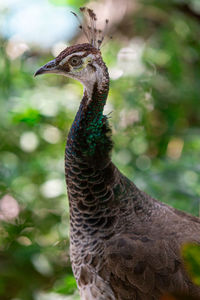 Close-up of a bird