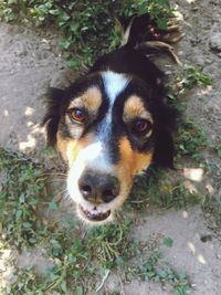 High angle portrait of dog on field