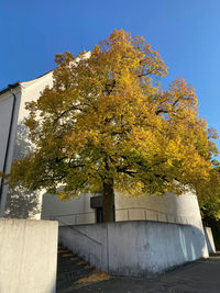 Low angle view of tree by building against sky during autumn