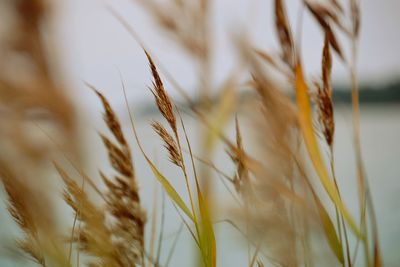 Close-up of stalks in field