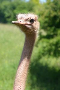 Close-up portrait of ostrich