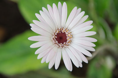 Close-up of white daisy