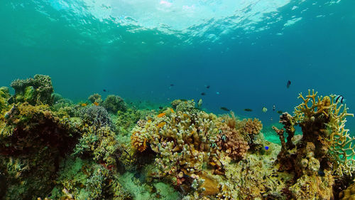 Fish swimming in sea