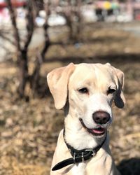 Close-up portrait of a dog looking away