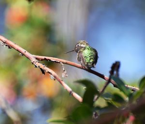 Close-up of bird perching on tree