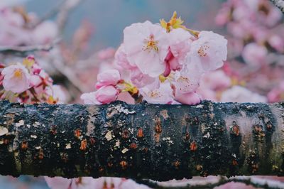 Close-up of pink cherry blossom tree