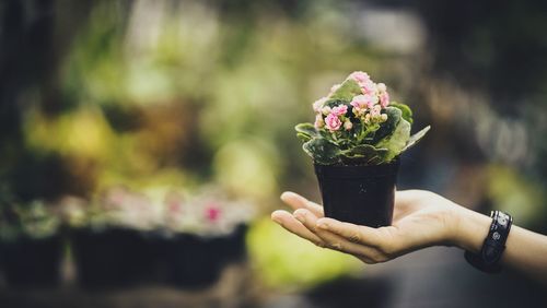 Cropped hand holding potted plant