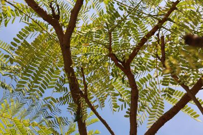 Low angle view of tree against sky