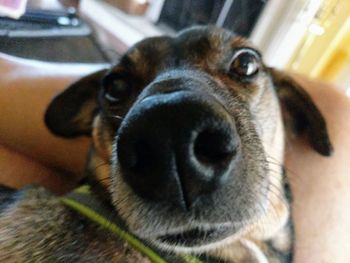 Close-up portrait of dog at home