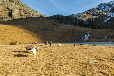 View of a sheep on a field