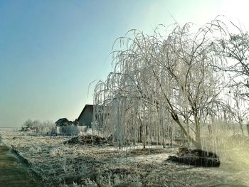 Scenic view of trees against clear sky