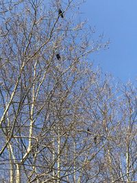 Low angle view of bare tree against blue sky