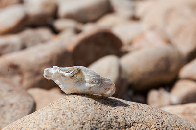 Close-up of lizard on rock