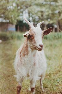 Lion standing in a field