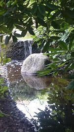 Reflection of trees in water