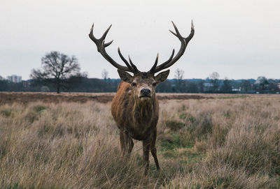 Deer on field against sky