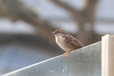 Close-up of bird perching on retaining wall