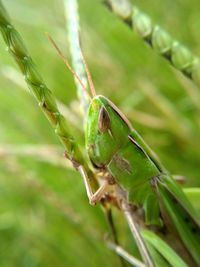 Close-up of insect on plant