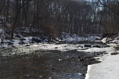 River passing through forest