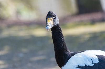 Close-up of a bird