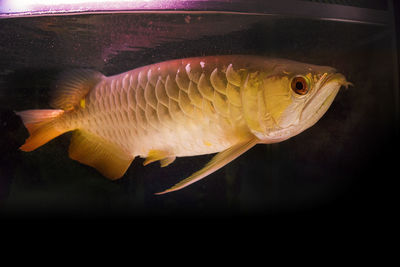 Close-up of fish swimming in sea
