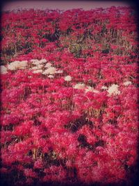 High angle view of red flowering plants on land