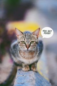 domestic animals