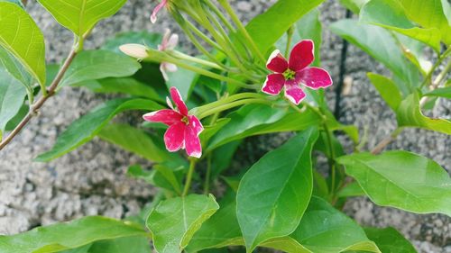 Close-up of pink flowers