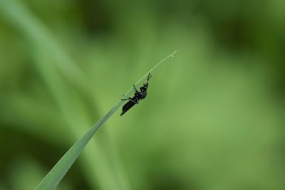 Close-up of insect on grass