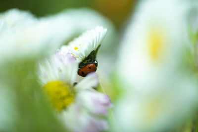 Close-up of bee pollinating on flower