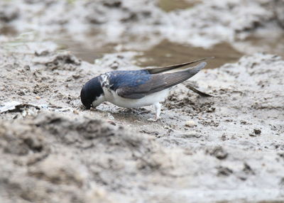 Close-up of bird on land