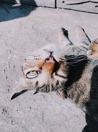 High angle view of cat on footpath