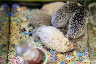 High angle view of hedgehog