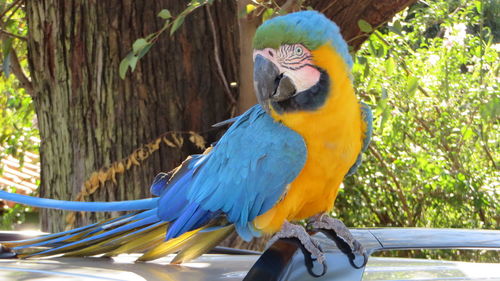 Gold and blue macaw perching on railing